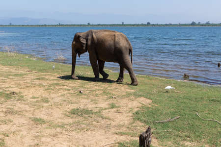 Close up of elephant in a Udawalawe National Park of Sri Lankaの写真素材