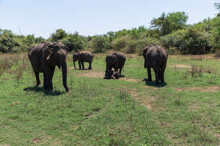 Close up of elephant family with a newborn baby elephant in a National Park of Sri Lankaの写真素材