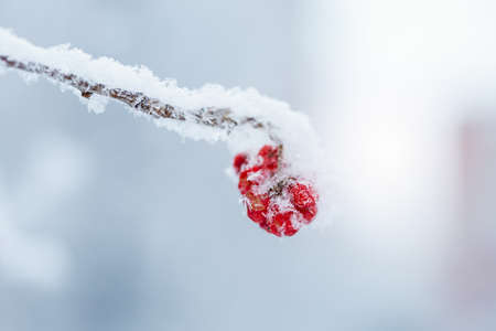 Red rawanberry covered with snow in winter dayの写真素材