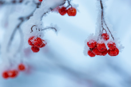 Red rawanberry covered with snow in winter dayの写真素材