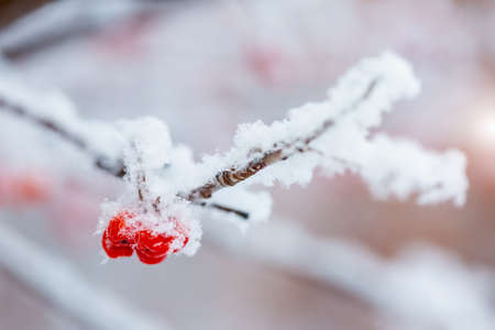Red rawanberry covered with snow in winter dayの写真素材