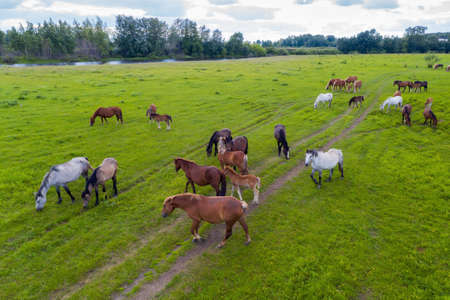 A herd of horses graze in a green meadow along the riverの写真素材