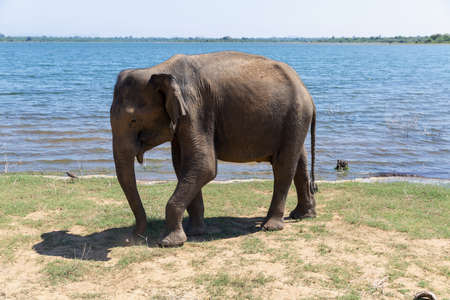 Close up of elephant in a Udawalawe National Park of Sri Lankaの写真素材