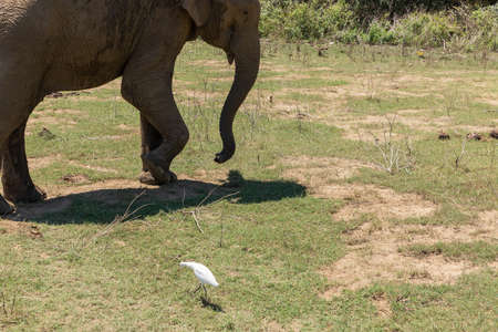 Close up of elephant in a Udawalawe National Park of Sri Lankaの写真素材
