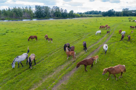 A herd of horses graze in a green meadow along the riverの写真素材
