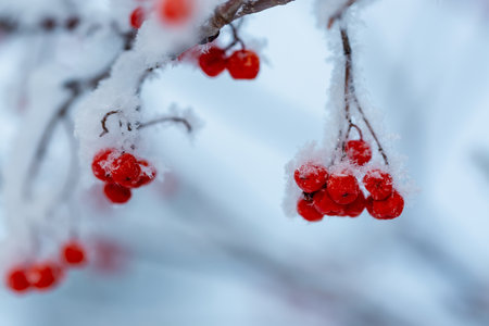 Red rawanberry covered with snow in winter dayの写真素材