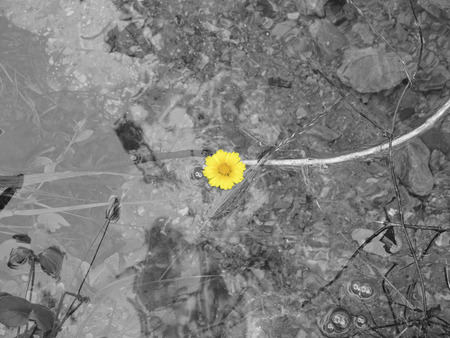 yellow flowerの写真素材