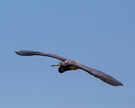 Tricolored Heron with curved wingspanの写真素材