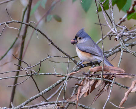 A Tufted Titmouse with an Acorn in late autumn.の写真素材