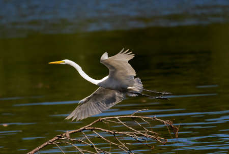 Great Egret in flight at Charlie Elliott Wildlife Center