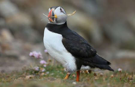 Atlantic puffin (Fratercula artica) Shetland Islandsの写真素材