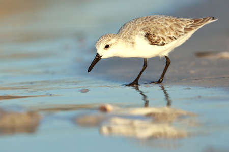 Sanderling, Calidris alba, Saint Andrews Sate Park, Florida, USA