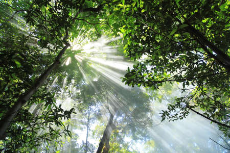 Reinforest - Costa Rica