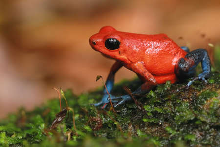Granular poison frog (Oophaga dranulifera)