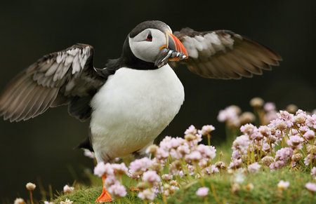 Puffin, Fratercula arctica, single bird in flightの写真素材