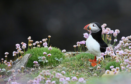 puffin, Fratercula arctica, single bird on grassの写真素材