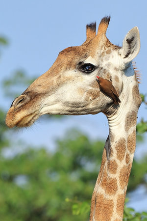 Giraffe in the Okavango Delta - Moremi National Park in Botswana