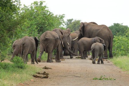 Elephants in Chobe National Park, Botswana, Africa