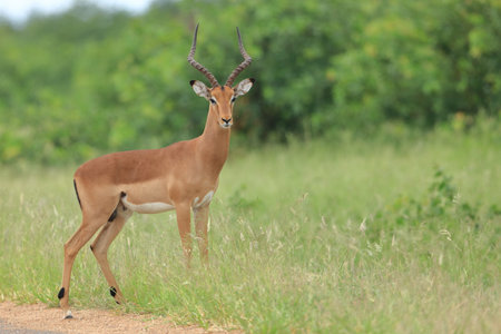 Impala (Aepyceros melampus) in Serengeti National Park, Tanzaniaの写真素材