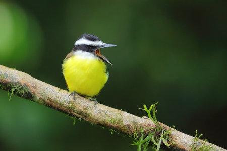 Single bird on branch.の写真素材