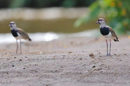 Northern Lapwing (Vanellus vanellus) in Thailandの写真素材