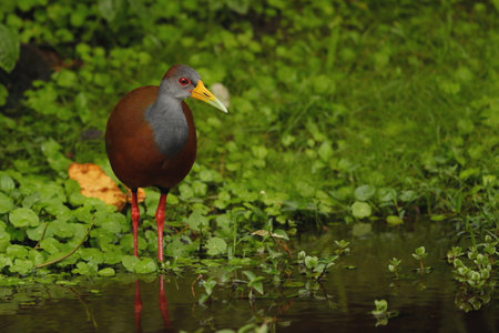 Red-necked rail (Rallus rallus)の写真素材