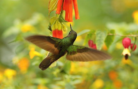 Hummingbird flying next to a red flower in a tropical forestの写真素材