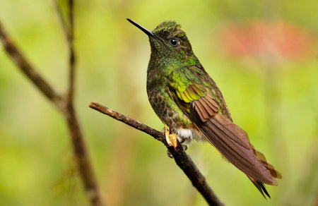 Female Ruby-throated Hummingbird (archilochus colubris) in Ecuadorの写真素材