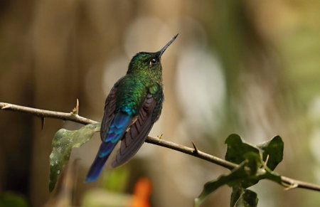 Female Ruby-throated Hummingbird in Ecuador, South Americaの写真素材