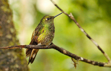 Female Ruby-throated Hummingbird (archilochus colubris) perched on a branch in Ecuadorの写真素材