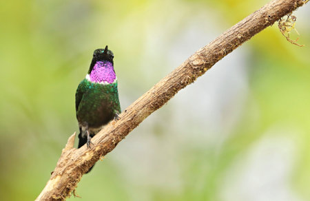 Male Ruby-throated Hummingbird (archilochus colubris) in Ecuador, South Americaの写真素材