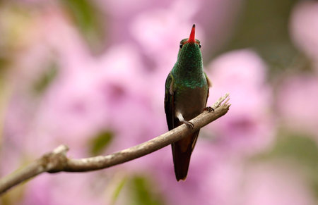 Ruby-throated Hummingbird (archilochus colubris)の写真素材