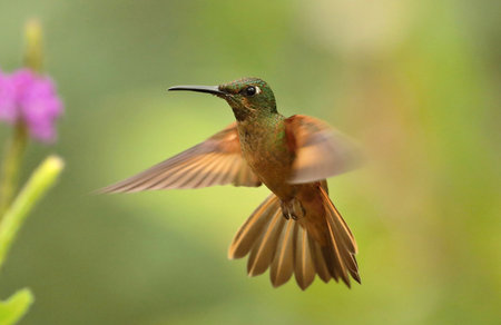 Ruby-throated Hummingbird (archilochus colubris) in flightの写真素材