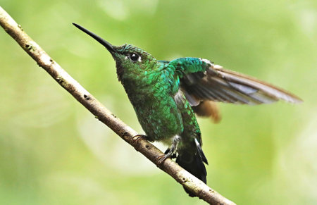 Ruby-throated Hummingbird (archilochus colubris)の写真素材