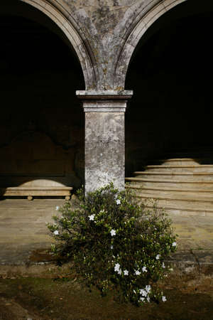 isloated bush and column with staircase and shadows in the backgound located in a galician palace in the north west of Spainの写真素材