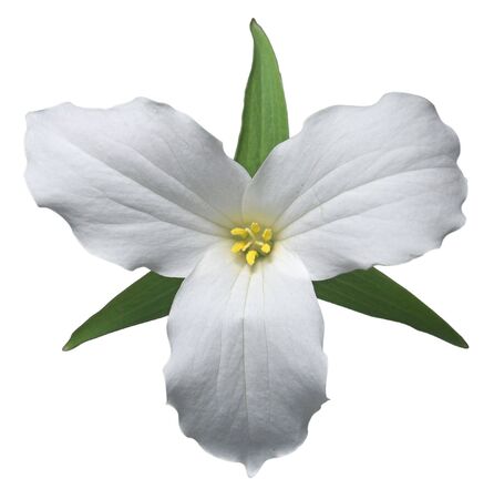 White trillium, the floral emblem of Ontario (path included)の写真素材