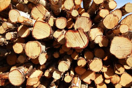 Cut birch logs at the edge of the forest