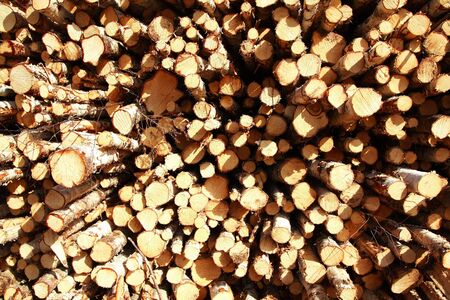 Cut birch logs at the edge of the forest