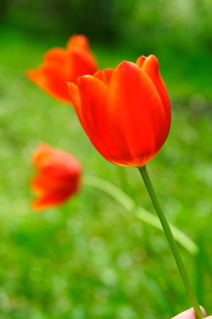 Red tulip closeup in the gardenの写真素材