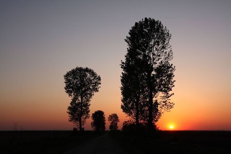 Beautiful sunset and tree silhouettesの写真素材