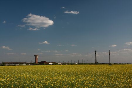 Yellow rapeseed field on a summer dayの写真素材