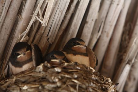 baby swallows in a nest, closeupの写真素材