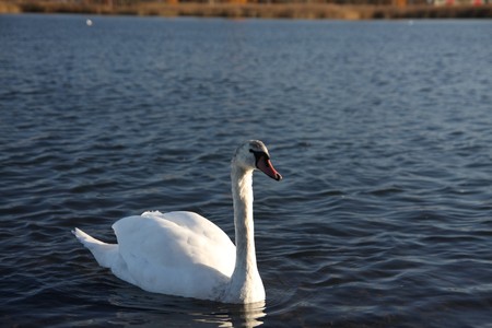 White swan floating on the surface of a lakeの写真素材