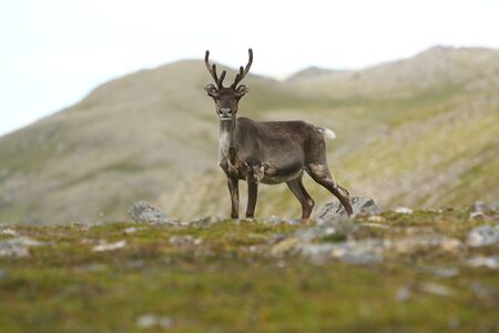 Reindeer in the North of Norway, at Nordkappの写真素材