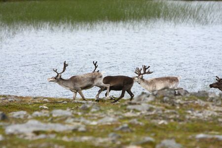 Reindeer in the North of Norway, at Nordkappの写真素材