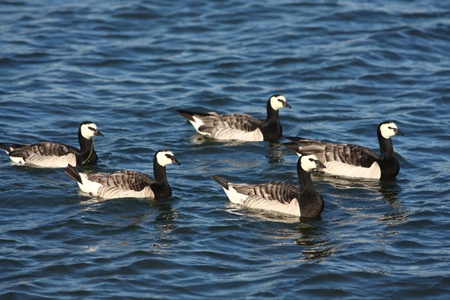 Canadian geese in Helsinki, Finlandの写真素材