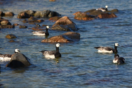 Canadian geese in Helsinki, Finlandの写真素材