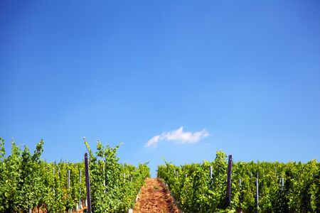 Lines of vine plants in a vineyard in Romaniaの写真素材