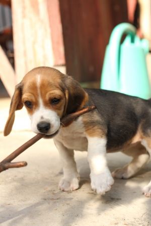 Small beagle puppy, two month old dog playing with a stickの写真素材