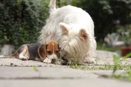Small beagle puppy, two month old dog and Westyの写真素材